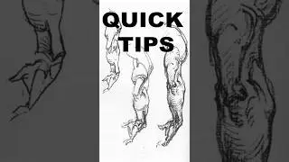 Quick tips on understanding Bridgman’s anatomy drawings 