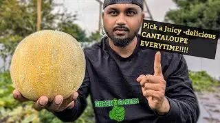 When to Pick Cantaloupe    #gardening #garden #amazing