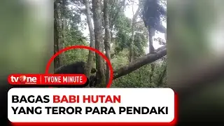 Bikin Kaget! Pendaki Gunung Cikuray Dihadang Babi Hutan | tvOne Minute