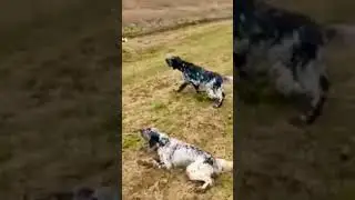сеттер