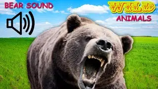 WILD ANIMALS - BEAR ROAR SOUND - BEAR SOUND EFFECTS