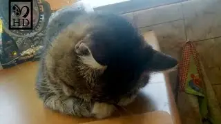 Предсказательный кот Кузя. Кот курапас. Маленькие пушистики котик Кузя и кот Чувачок.
