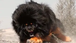 World’s Top 10 MOST DANGEROUS Dog Breeds