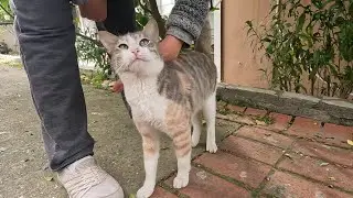 Cute cat wants me to pet her but she's a little timid