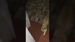 Пиксель Мурчалкин с утра пораньше 😻 котёнок мурлыкает
