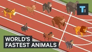 These are the world's fastest animals