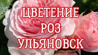 ЦВЕТЕНИЕ РОЗ УЛЬЯНОВСК!