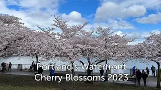 Portland's Waterfront Cherry Blossoms 2023