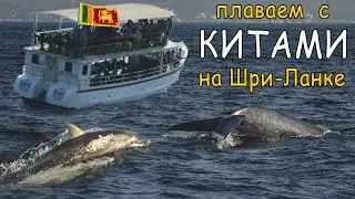 Плаваем с Китами на Шри-Ланке. Whales in Sri Lanka