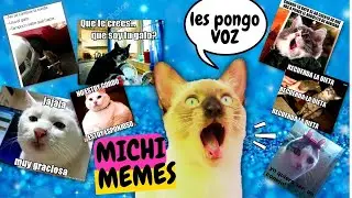 Reaccionando a MEMES FOTOS de GATOS😁😸 LES PONGO VOCES