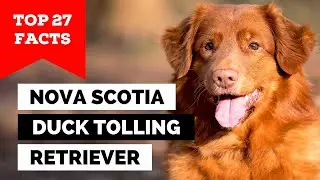 99% of Nova Scotia Duck Tolling Retriever Owners Dont Know This