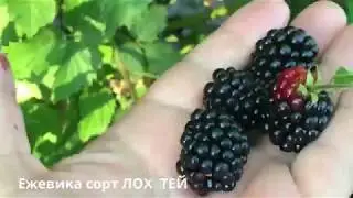 Сорта саженцев ежевики. Ежевика сорта Лох Тей и Торнфри.
