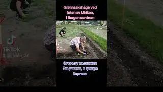 Огород у подножия Ульрикена.Grønnsakshage ved foten av Ulriken, i Bergen.Vegetable garden of Ulriken