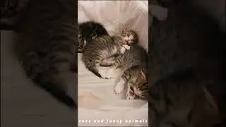Cute little kittens😻