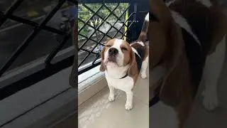 Smart dog enjoying rain 