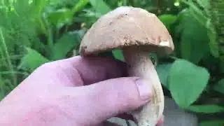 Грибы в Середневских Палестинах 26 07 22