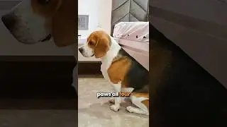 Is your Beagle really Pure Bred?