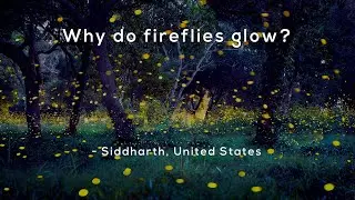 Why do fireflies glow?