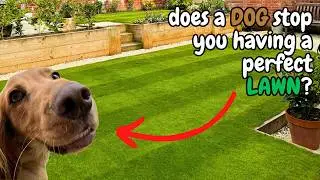 Does a DOG stop you having the PERFECT LAWN?