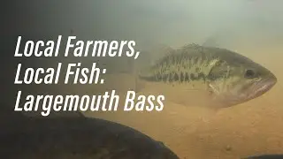 Local Farmers, Local Fish: Largemouth Bass
