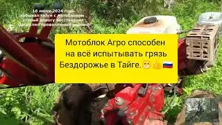 #мотоблок Агро по лесному бездорожье, распиливаю проваленные деревья старый дорогу восстановил