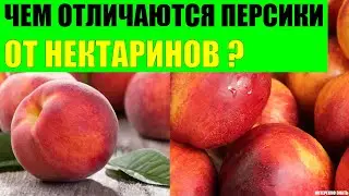 Чем отличаются персики от нектаринов?