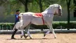 Lipizzaner Dance