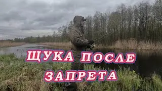 Щука Отнерестилась и НАЧИНАЕТ БРАТЬ! На малых реках вода Большая и зубастая стоит в траве!