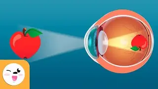 How Our Eyes Work? - Senses for Kids