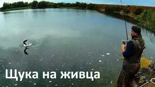 Щука на живца.