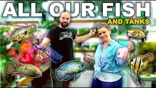 ALL OUR FISH & TANKS Fish Room Tour ft. Mrs MD