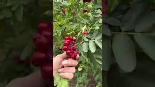 Гранатная рябина. Подробности в описании. 