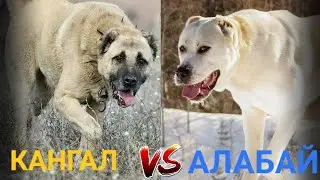 Кангал ва Алабай Кайси бири жангда кучлирок 