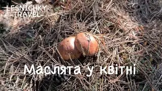 Маслята у квітні! Такого ще не було!