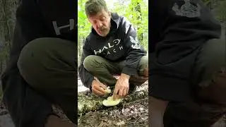 sharpen your knife on this mushroom