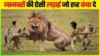 जानवरों की ऐसी लड़ाई जो रूह कंपा दे | Worst Cruel Fighting Moments Of Wild Animals