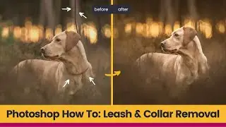 How to: Remove a Lead in Photoshop | Dog Leash & Collar Removal in a Adobe Photoshop Tutorial