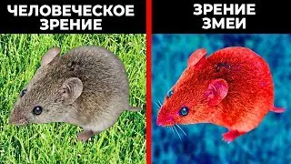 Как Животные Видят Наш Мир