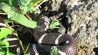 Kingsnake eating rattlesnake 4 26 20