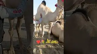 🐪 Camel In Pakistan Beautiful Body and Amazing 