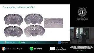 Eleonora Centofante - Cellular Organization of CA1 of the Hippocampus after Spatial Learning
