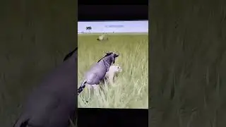 wild savannah АХАХАХАХАХАА