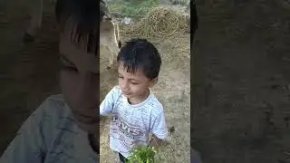 choti choti gaiya