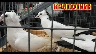 Ярамарка голубей в г Кропоткин!