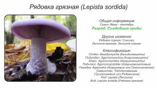 Рядовка грязная (Lepista sordida)