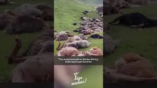Ыстықкөл тауларында найзағай түсіп, 250 қой қырылды | Жаңалықтар | Новости