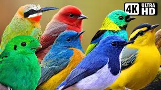 The Most Magnificent Birds | Stunning Nature & Birds Sound | Relaxing Birds Chirping | Strass Relief