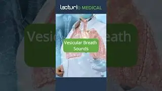 Decoding Vesicular Breath Sounds 💨  #usmlestep #usmle