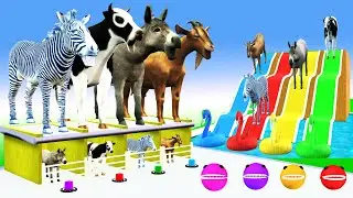 Cow Donkey Goat Zebra duck packman sliding game choosing their baby animals funny animals