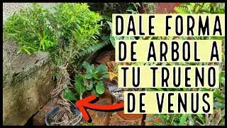 CONTINUAMOS DANDO FORMA DE ARBOL AL TRUENO DE VENUS / Paso a Paso